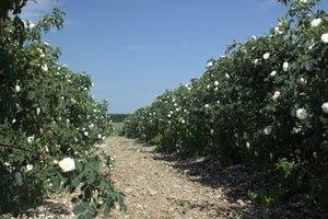 白玫瑰花水怎樣使用才最保濕?